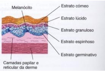 Cosmetologia