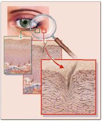 Cosmetologia Cosmetologia