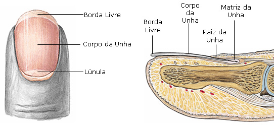 unha unha
