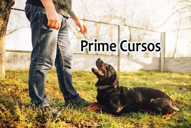 Curso de Adestramento Canino – a profissão de adestrador de cães