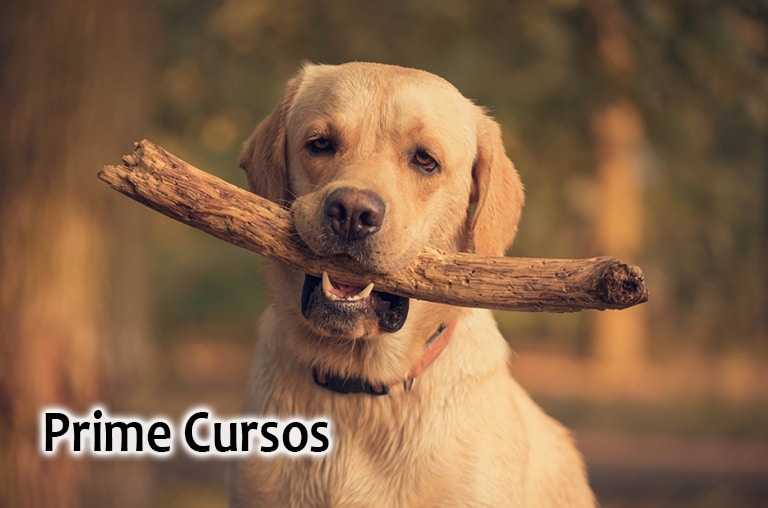 curso de adestramento canino