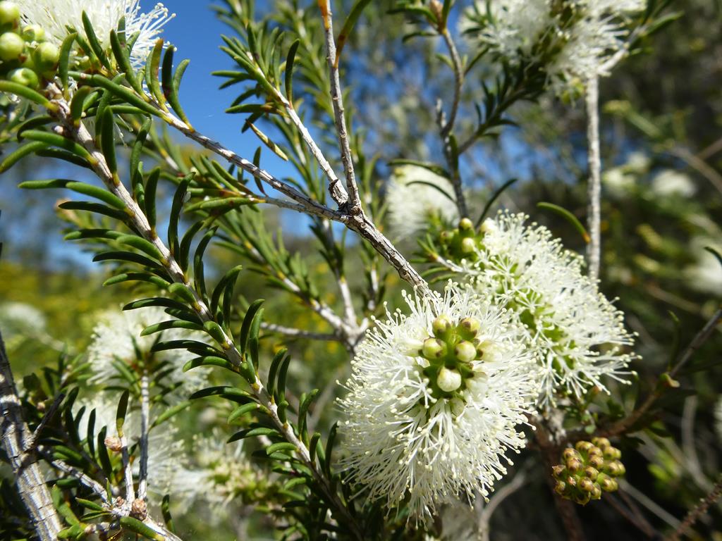 melaleuca