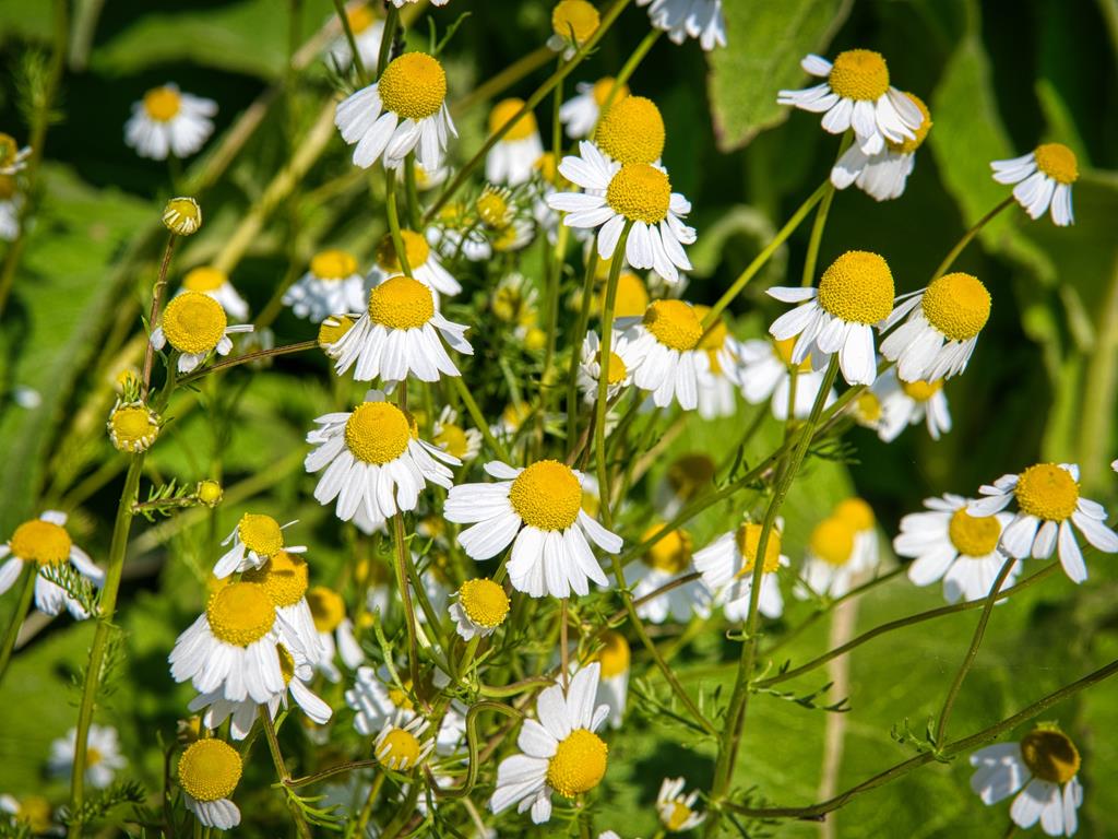 flor de camomila