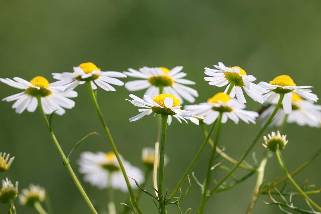 flor de camomila