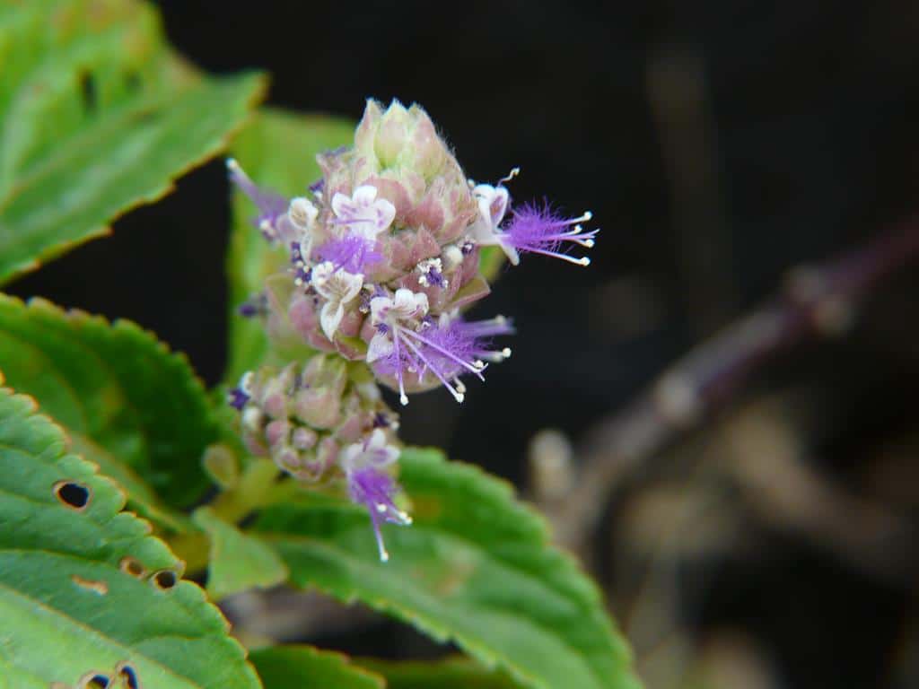 flor de patchouli