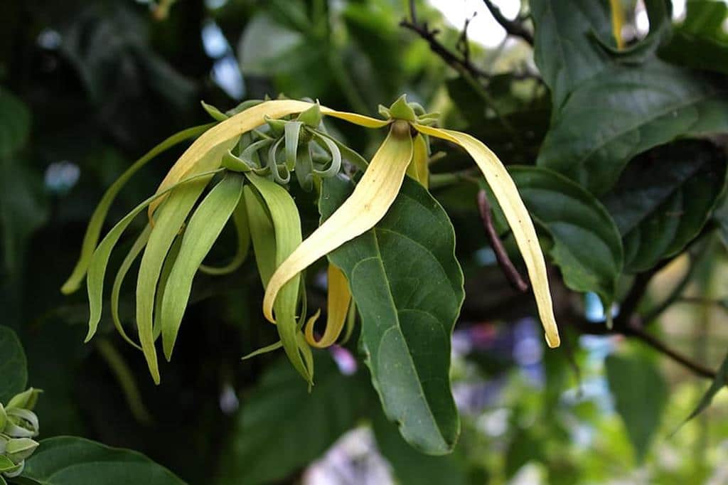 ylang ylang