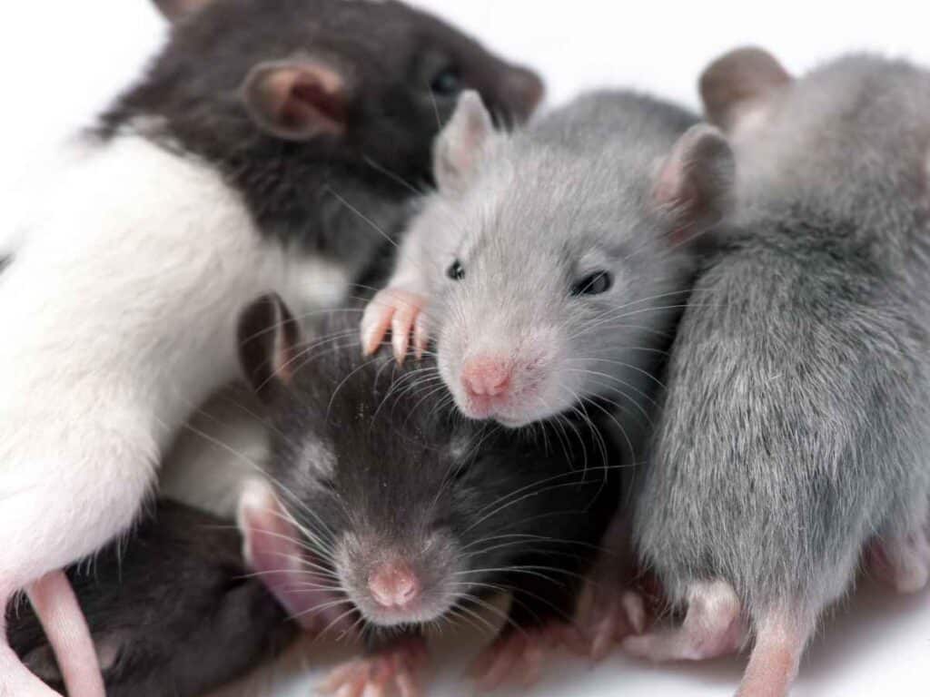 Aglomerado de ratos filhotes, conhecido pelo termo de agrupamento "ninhada"