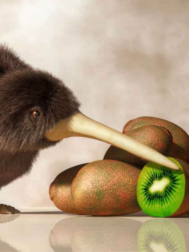 Kiwi, quivi ou quiuí: Qual é a forma correta?