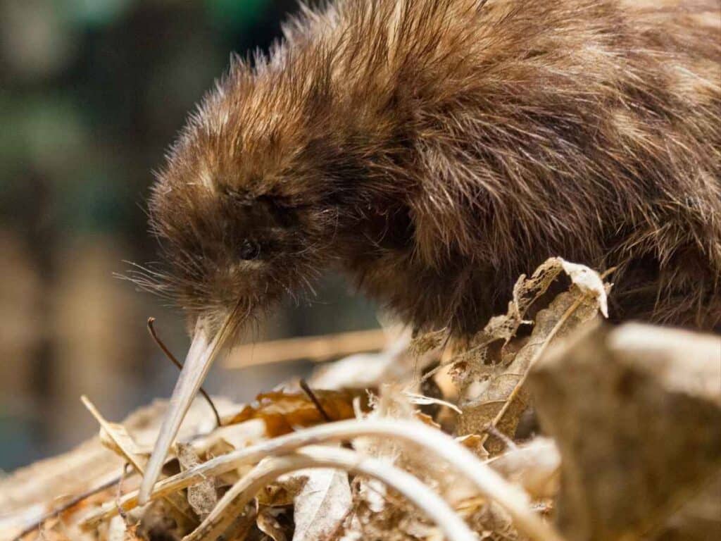 kiwi, ave nativa da Nova Zelândia, com penas castanhas e bico longo e fino, explorando folhas secas no chão em busca de alimento.
